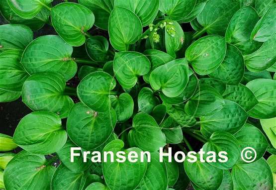 Hosta Teaspoon